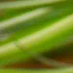 Tostadas francesas con frutos rojos