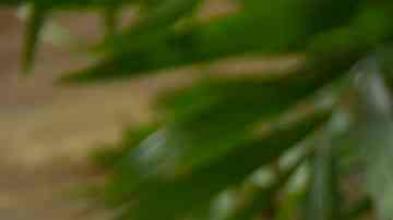 2 snack para fiestas