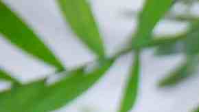 Ensalada de frutas romántica