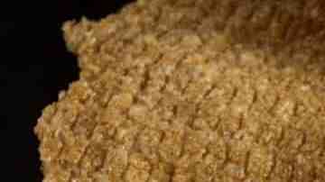 Guacamayas mexicanas