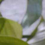 bollitos de calabacín, jamón y queso