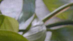 bollitos de calabacín, jamón y queso