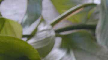 bollitos de calabacín, jamón y queso