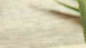 gorditas rellenas de champiñones y espinacas