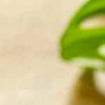 Receta de crema de almendras con jengibre