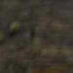 frijoles con costillas