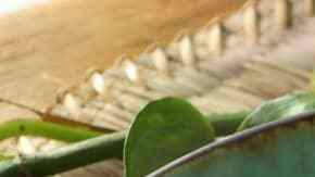 crema de pimiento amarillo