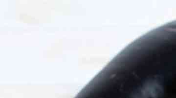 hamburguesas de berenjenas