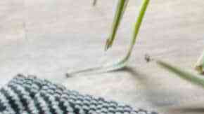 nopales capeados con queso