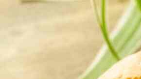 torta de pavo recalentado