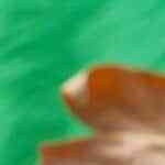 pay de manzana en sartén