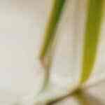 tortitas de papa con atún