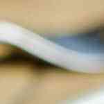 plato con pechugas de pollo al vino blanco