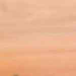 delicioso pollo en salsa de brocoli