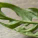 sándwich con ensalada de atún