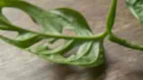 sándwich con ensalada de atún