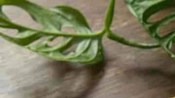 sándwich con ensalada de atún