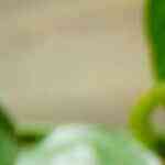 lomo de cerdo con tocino