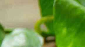 lomo de cerdo con tocino