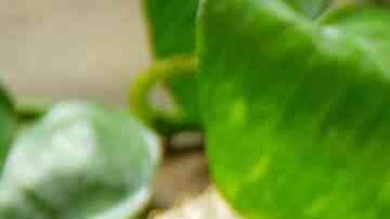 lomo de cerdo con tocino