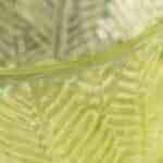 ensalada agridulce con queso