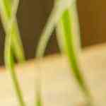 Batidos para el desayuno