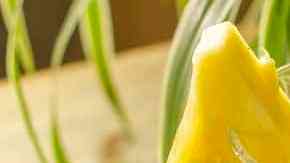 Batidos para el desayuno