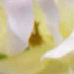gorditas de avena y canela