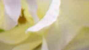 gorditas de avena y canela