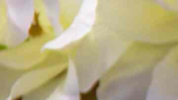 gorditas de avena y canela