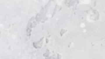 galletas de vainilla veganas