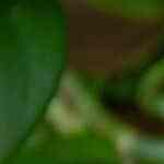 gelatina de arroz con leche y cajeta