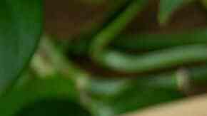 gelatina de arroz con leche y cajeta