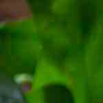 Pizza de carne asada