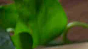 Pizza de carne asada