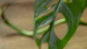 aguacate horneado con huevo, queso y tocino