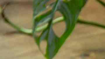 aguacate horneado con huevo, queso y tocino