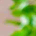 habichuelas guisadas