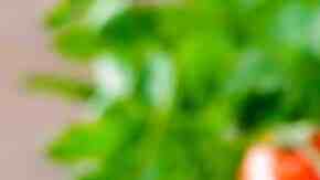 habichuelas guisadas