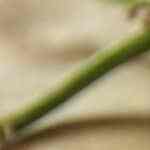 Pizza buns al ajo y mantequilla