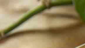 Pizza buns al ajo y mantequilla