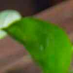 nachos con carne deshebrada