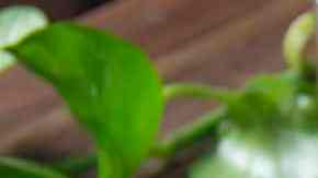 nachos con carne deshebrada