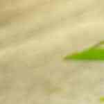 pierna de cerdo glaseada al horno deliciosa