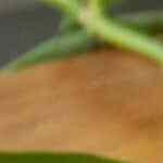 paletas de pepino, chile y limón