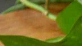 paletas de pepino, chile y limón