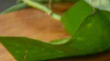 paletas de pepino, chile y limón