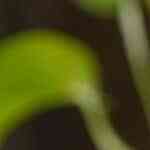 cheesecake de mazapán