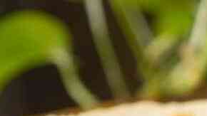 cheesecake de mazapán