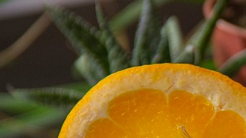 Cocteles con mezcal